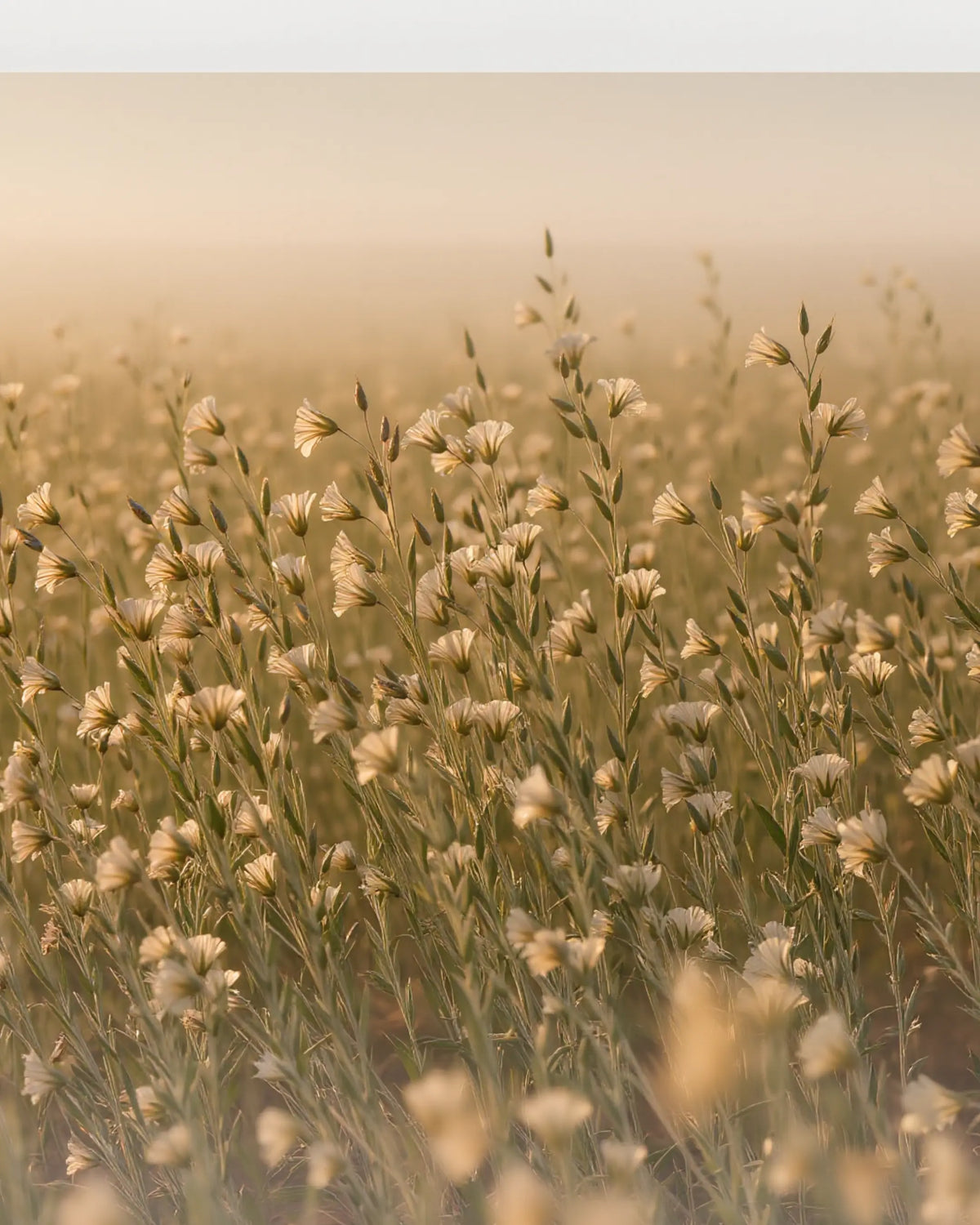 Flax plants growing in a field, the natural source of linen fiber used for premium textiles and bedding.