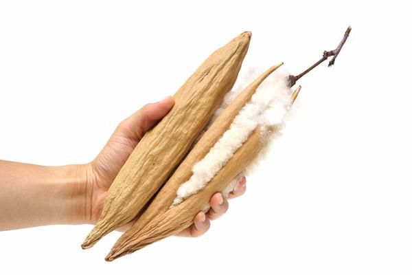 Hand holding kapok pod with natural silk cotton fiber