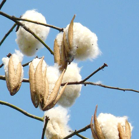Kapok silk cotton fiber growing from kapok tree pods