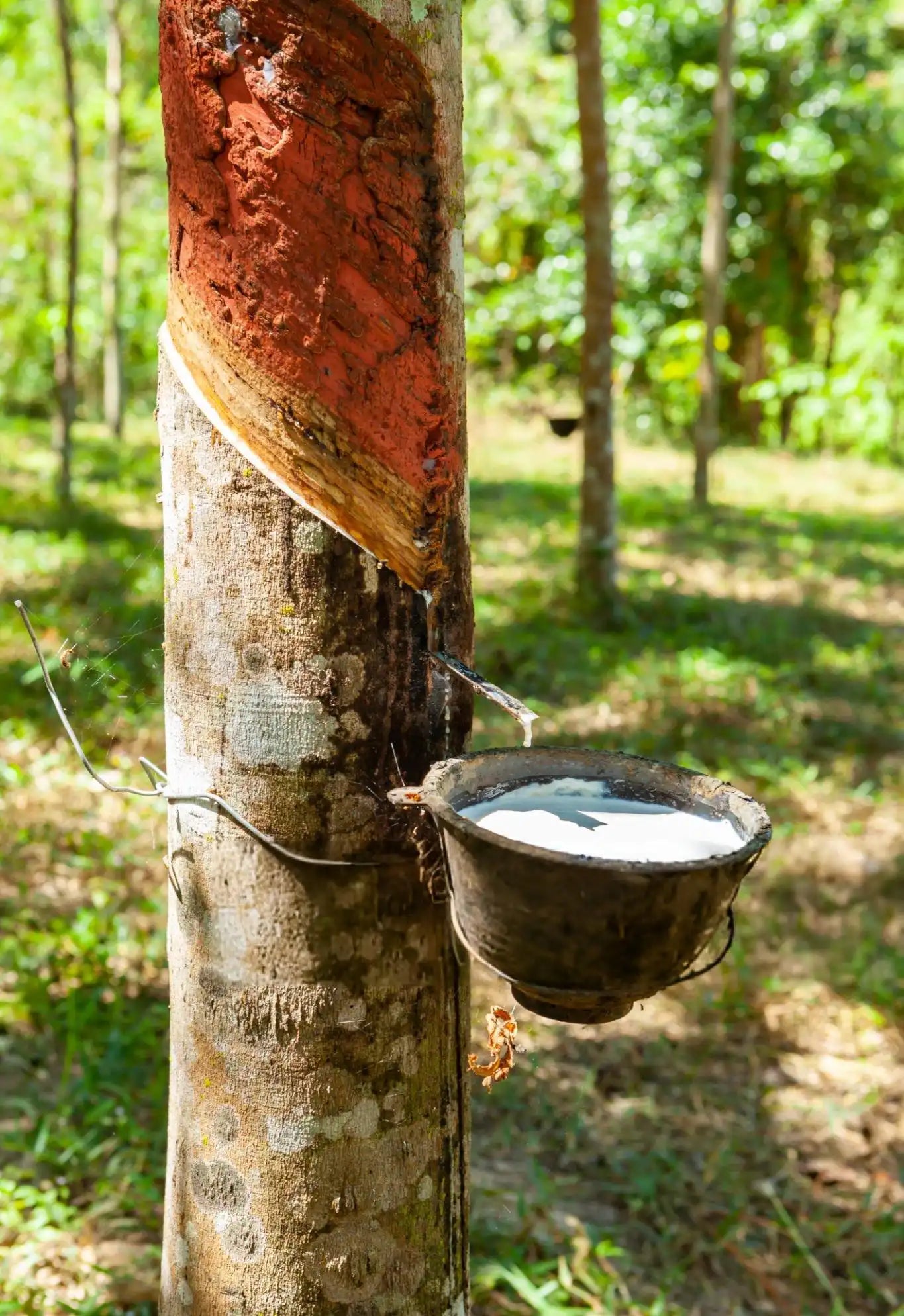 Sustainable latex extraction from rubber tree for pillow and mattress production