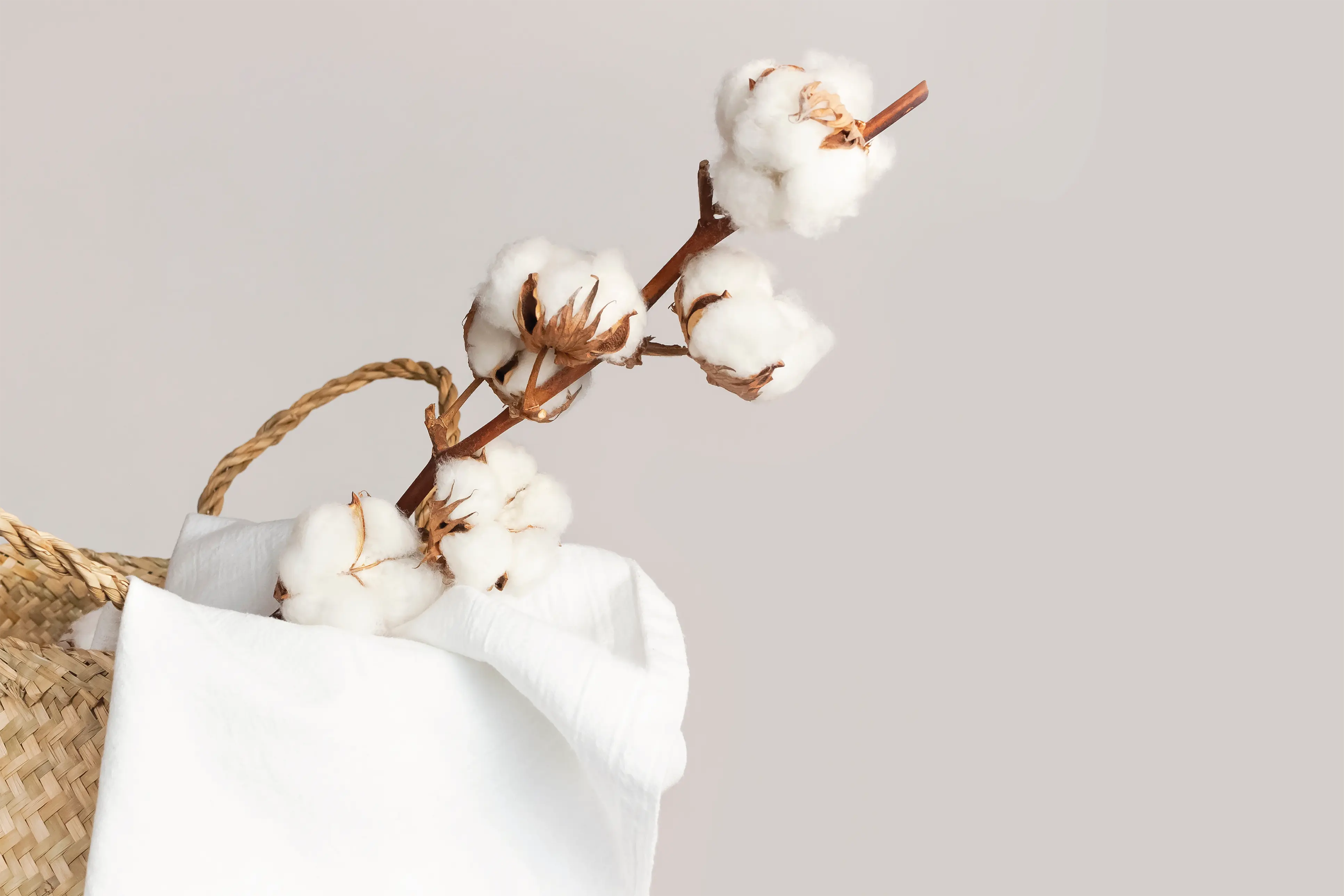 Organic cotton plant with natural white cotton fabric for bedding